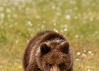 Brown Bear Cub (2).jpg
